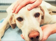 Энтерит у собак: причины, симптомы и диагностика
