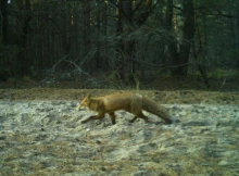 Рудий лис, що полює у Чорнобильському заповіднику потрапив до фотопастки!
